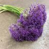ALLIUM PURPLE RAIN